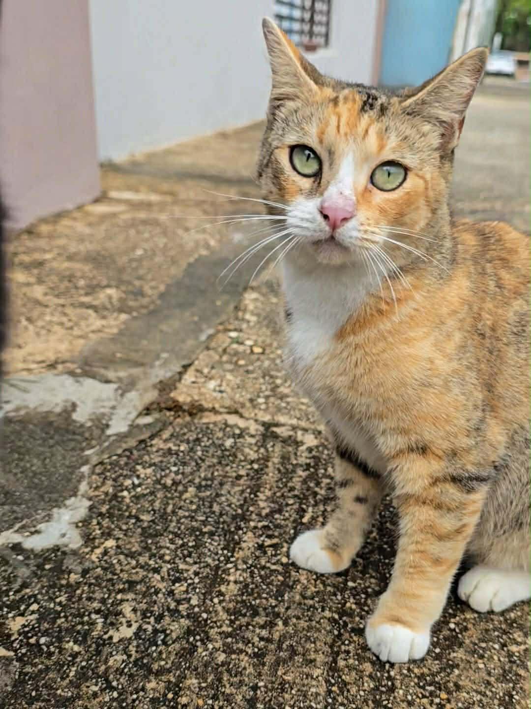 Enlarge Rita, a other mixed breed in Huntington, NY image 5/6