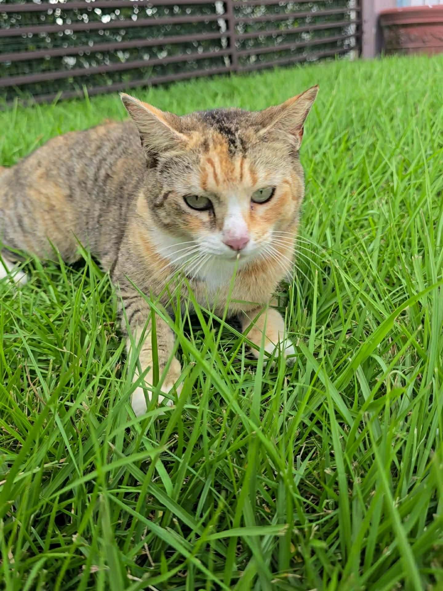 Enlarge Rita, a other mixed breed in Huntington, NY image 6/6