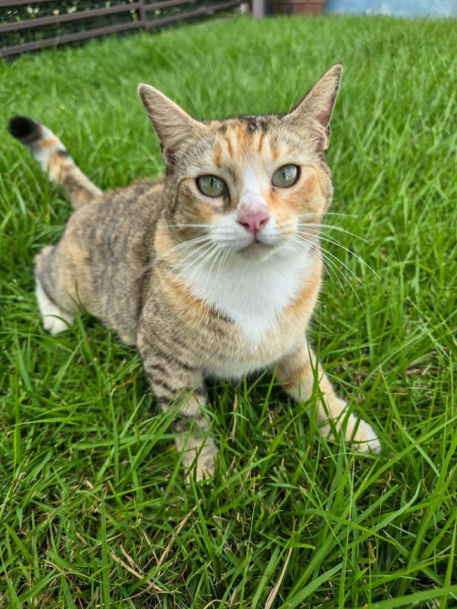 Enlarge Rita, a other mixed breed in Huntington, NY image 3/6