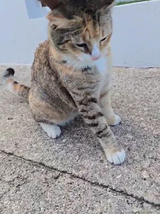 Enlarge Rita, a other mixed breed in Huntington, NY video 2/6