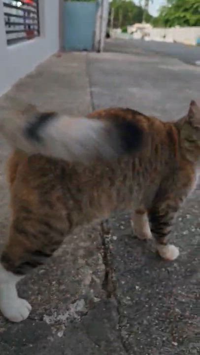 Enlarge Rita, a other mixed breed in Huntington, NY video 4/6