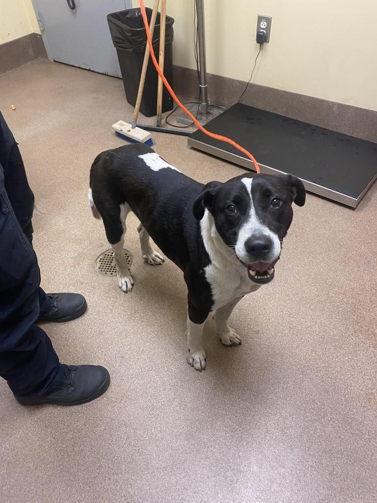Limp Bizkit, a Adoptable mixed breed in Florence, SC image 2/4