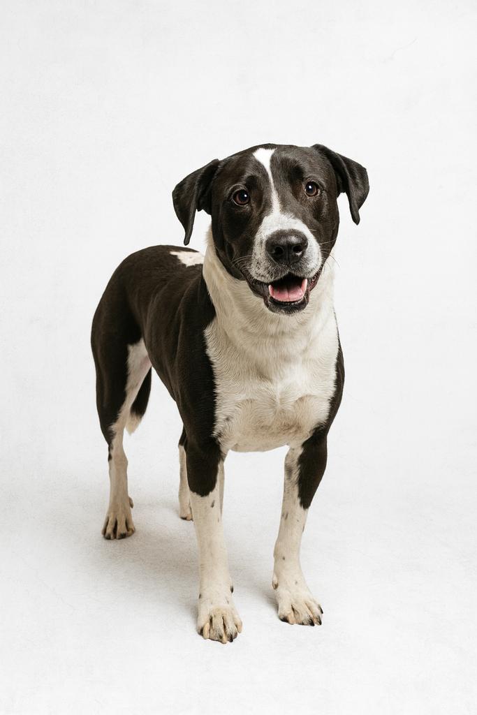 Limp Bizkit, a Adoptable mixed breed in Florence, SC image 3/4
