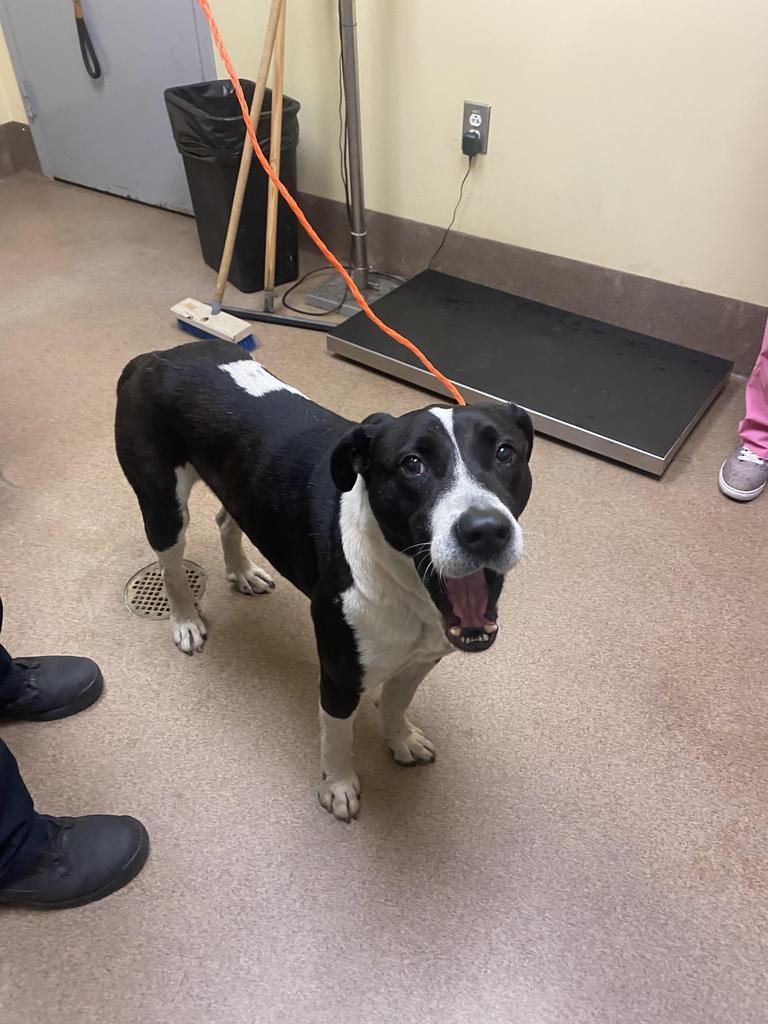 Limp Bizkit, a Adoptable mixed breed in Florence, SC image 4/4