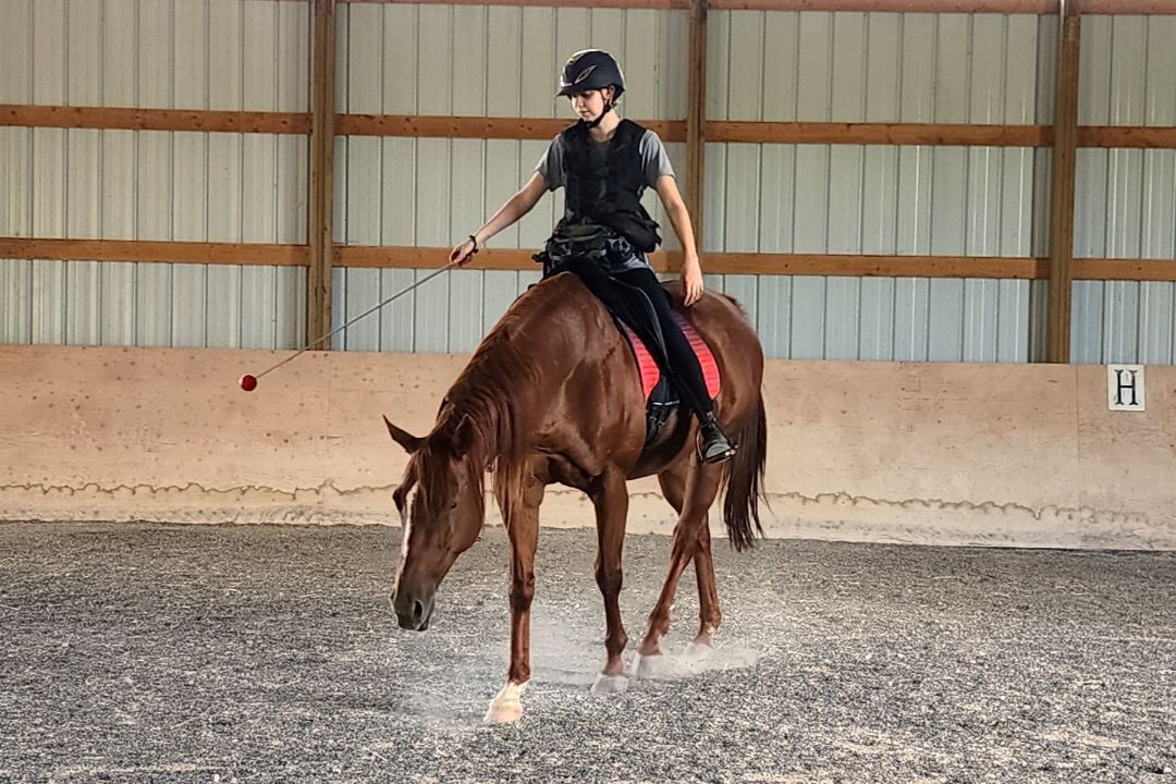Enlarge Autumn, a Adoptable Thoroughbred in Willard, MO image 1/6