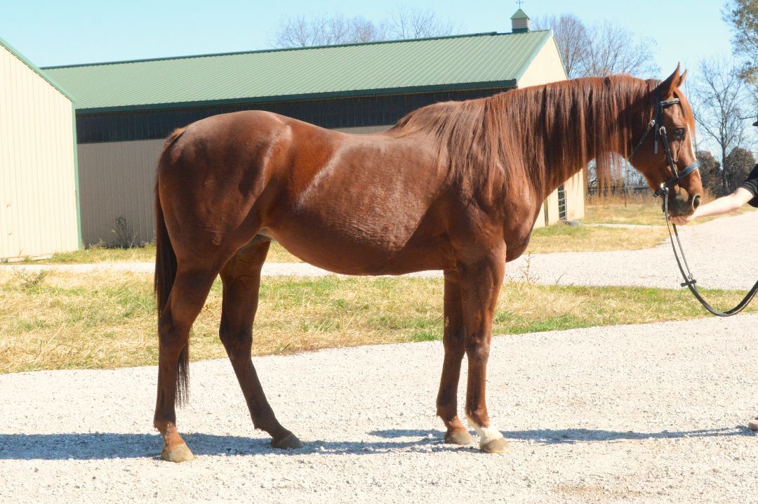 Enlarge Autumn, a Adoptable Thoroughbred in Willard, MO image 2/6