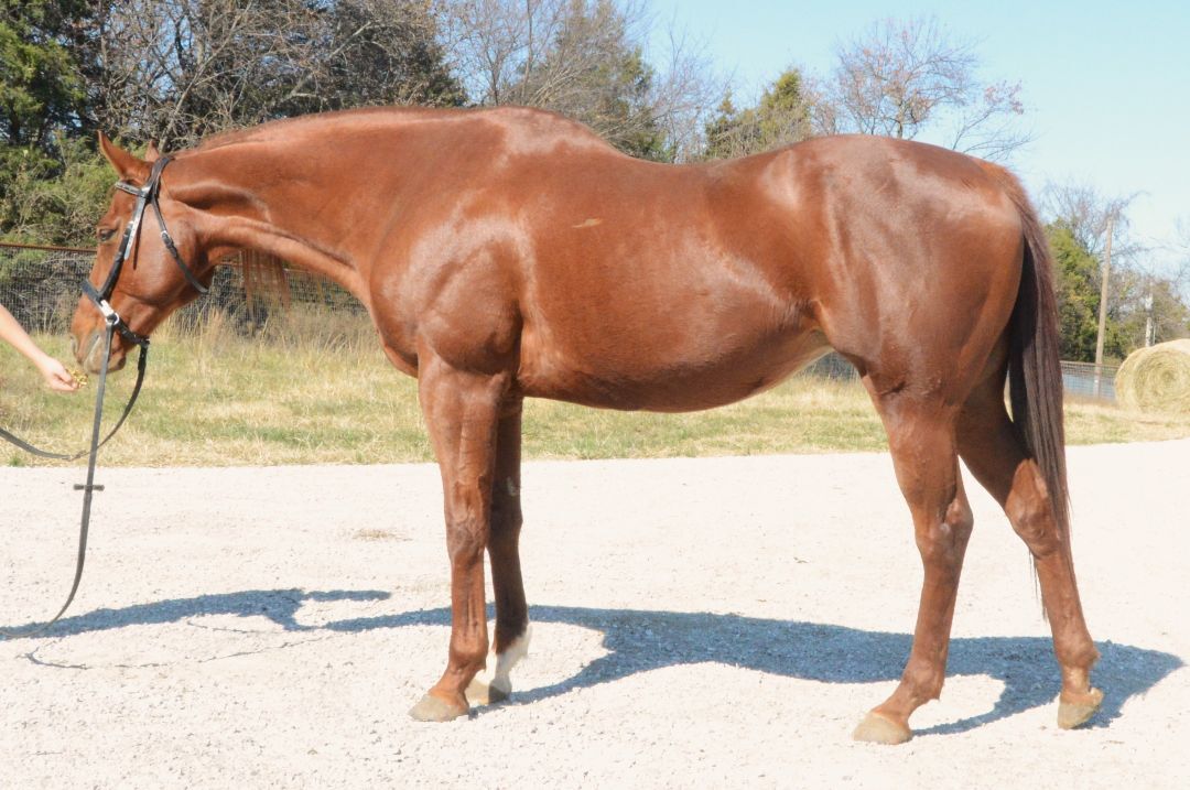 Enlarge Autumn, a Adoptable Thoroughbred in Willard, MO image 3/6