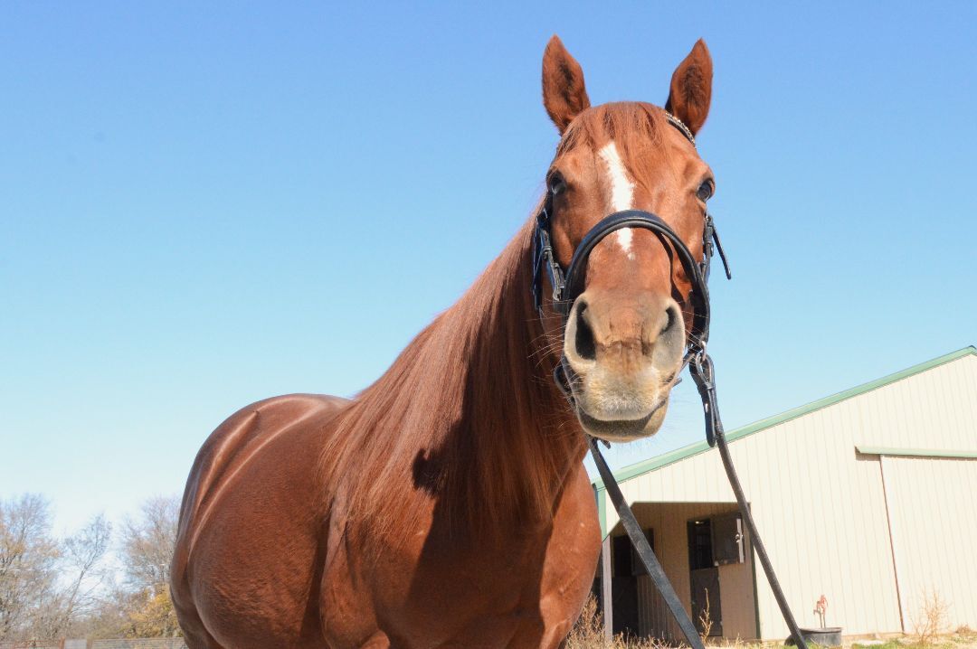 Enlarge Autumn, a Adoptable Thoroughbred in Willard, MO image 4/6