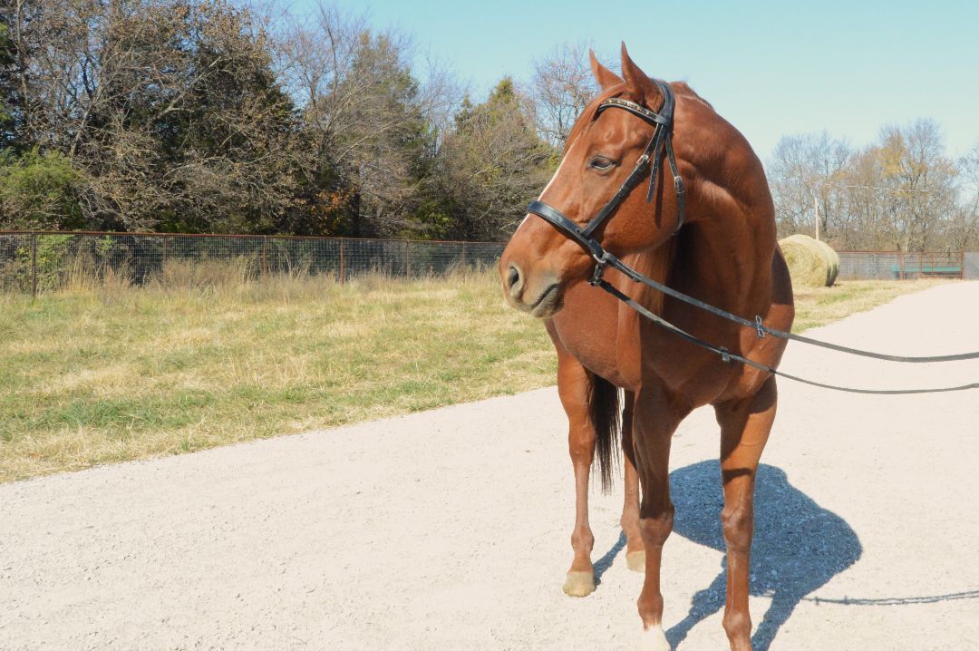 Enlarge Autumn, a Adoptable Thoroughbred in Willard, MO image 6/6
