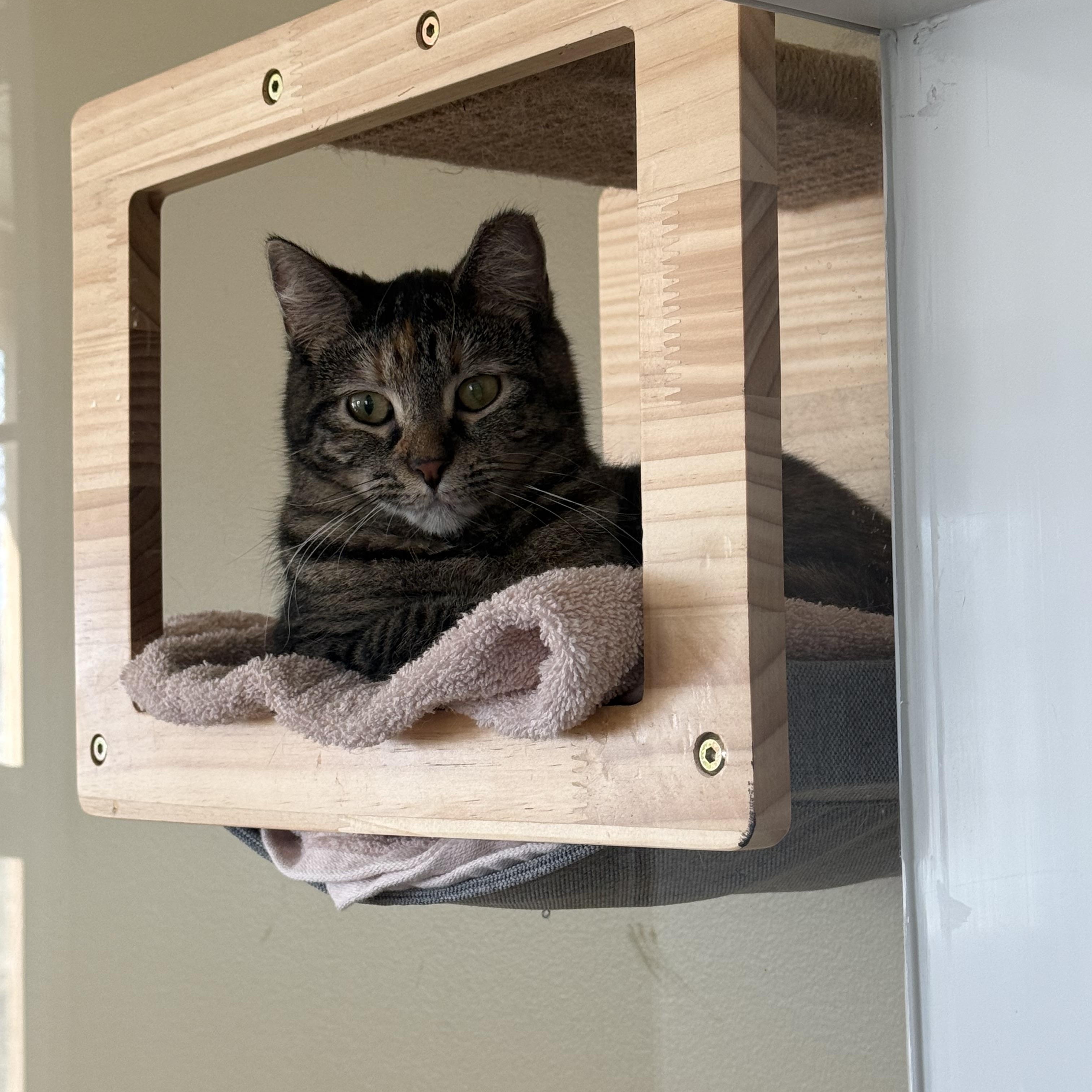 Enlarge Chloe, a Adoptable Domestic Short Hair in Brighton, IL image 1/2