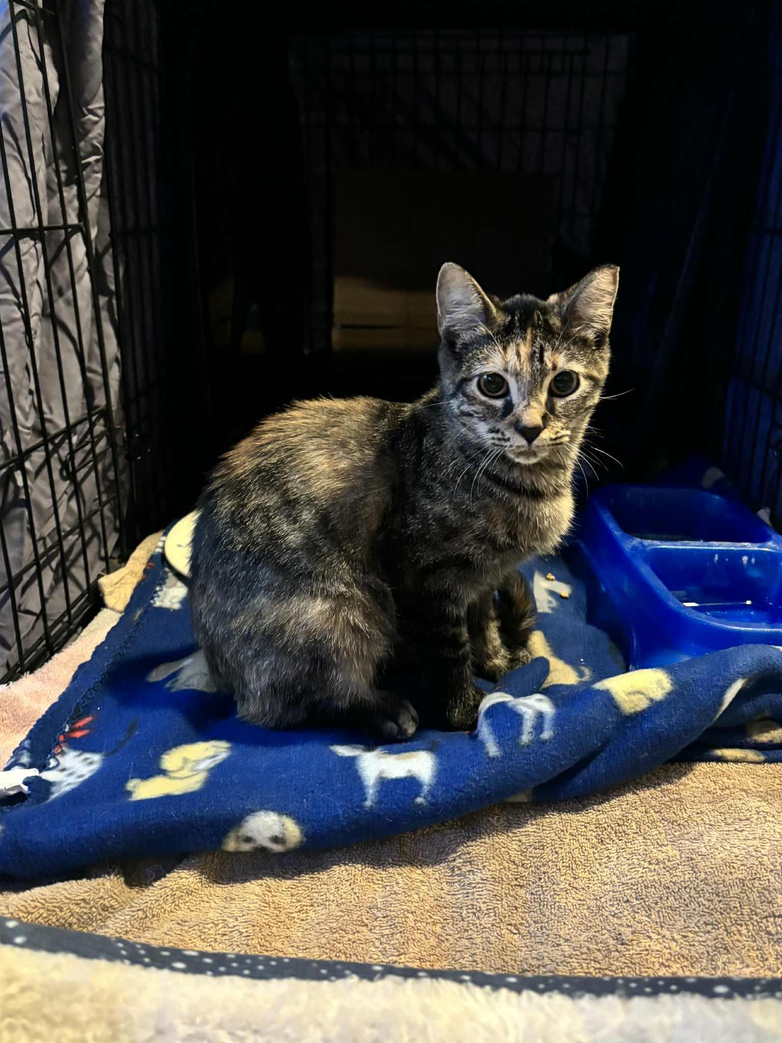 Enlarge Chloe, a Adoptable Domestic Short Hair in Brighton, IL image 1/2