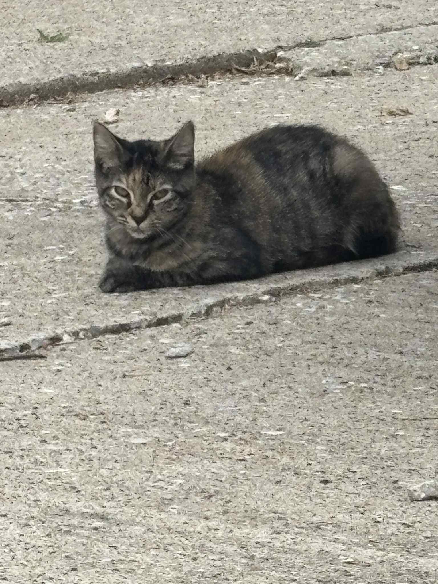 Enlarge Chloe, a Adoptable Domestic Short Hair in Brighton, IL image 2/2