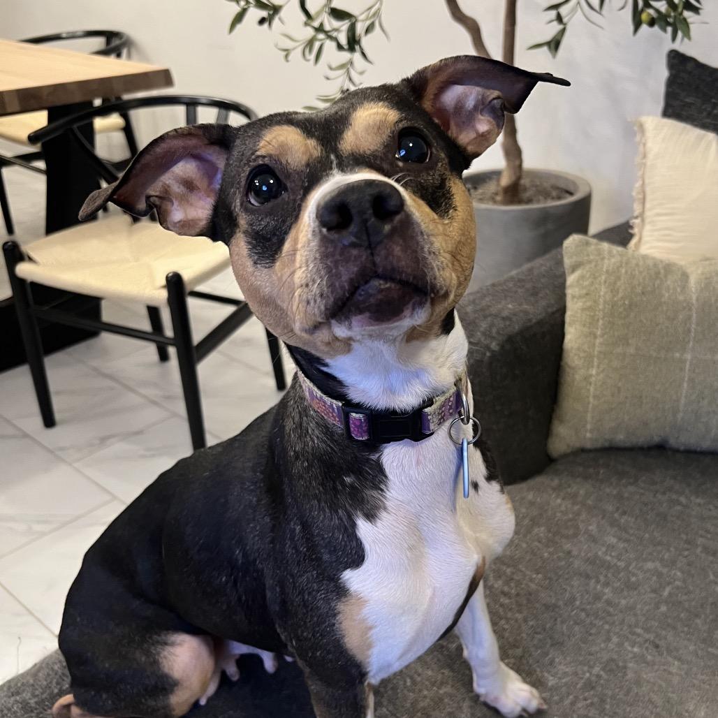 Nori, Adoptable, Young Female Rat Terrier & Chihuahua.