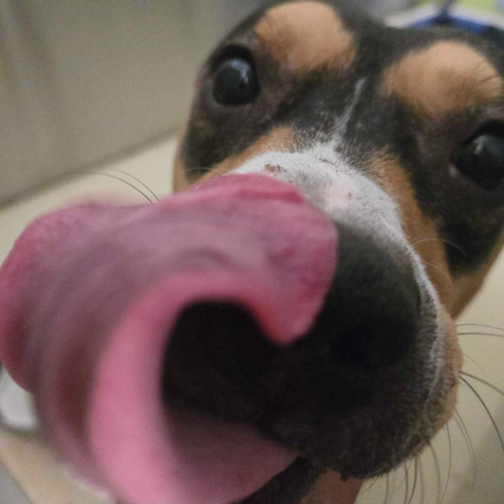 Enlarge Nori, a Adoptable mixed breed in Apache Junction, AZ image 2/5