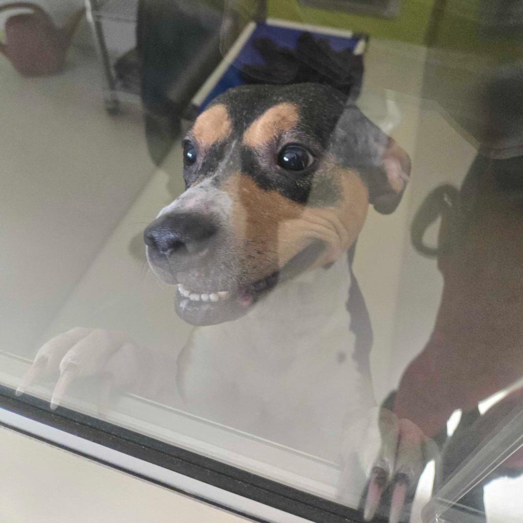 Enlarge Nori, a Adoptable mixed breed in Apache Junction, AZ image 3/5