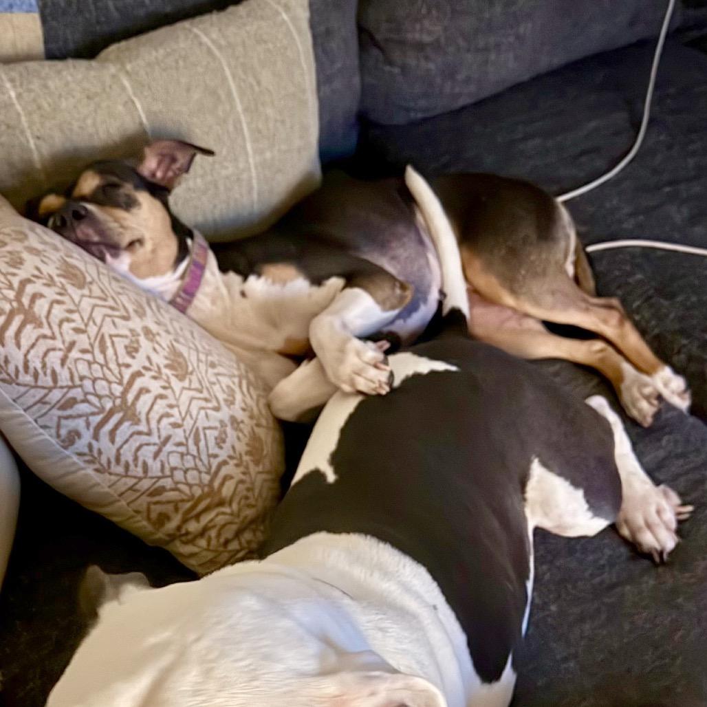 Enlarge Nori, a Adoptable mixed breed in Apache Junction, AZ image 4/5