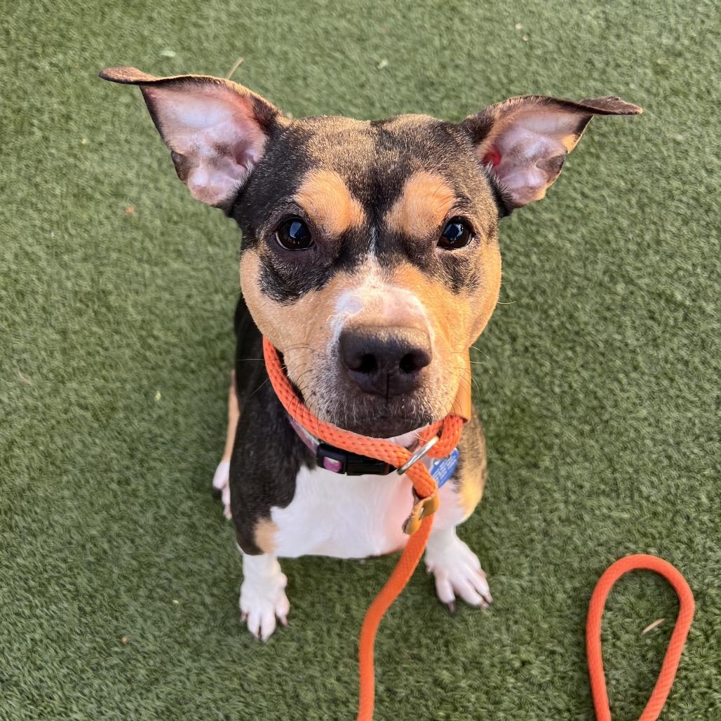 Enlarge Nori, a Adoptable mixed breed in Apache Junction, AZ image 5/5