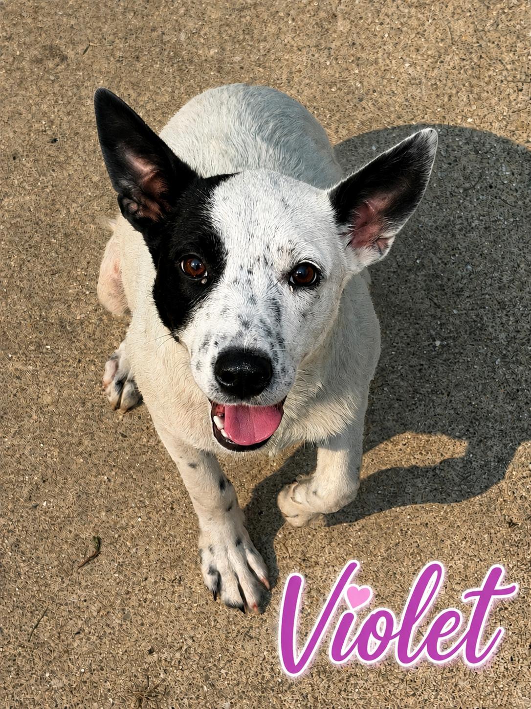Violet, ADOPTABLE, Young Female Retriever.
