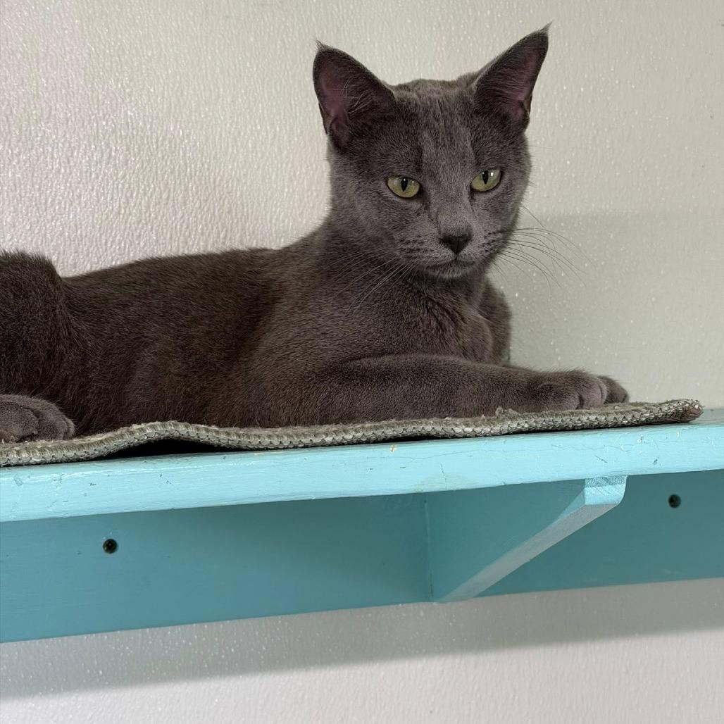 Salmon, Adoptable, Young Male Domestic Short Hair.