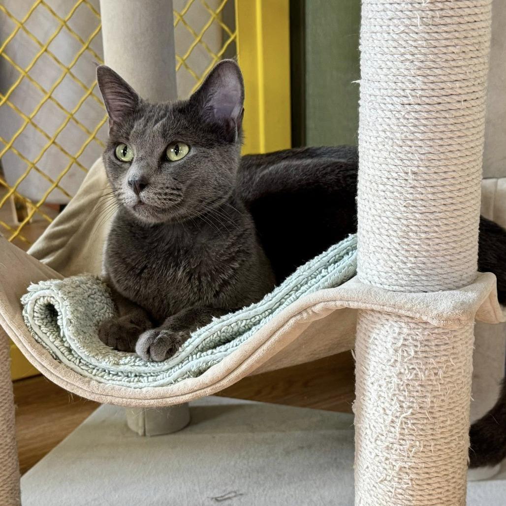 Enlarge Salmon, a Adoptable Domestic Short Hair in Lake Panasoffkee, FL image 2/4