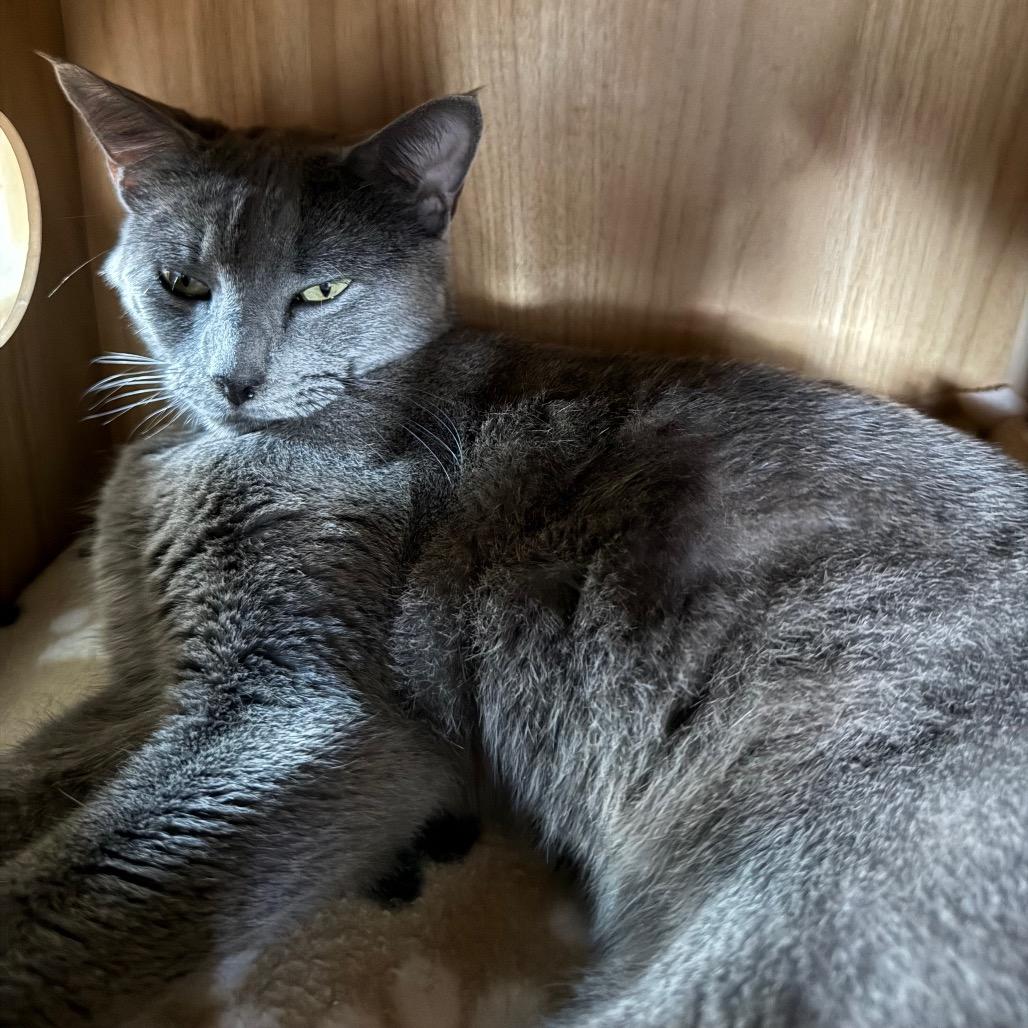 Enlarge Salmon, a Adoptable Domestic Short Hair in Lake Panasoffkee, FL image 4/4