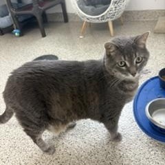 Penny, Adoptable, Adult Female Domestic Short Hair.