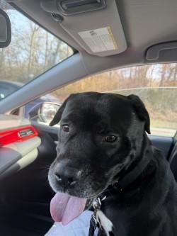 Enlarge JACKIE, a ADOPTABLE mixed breed in Huntington, NY image 2/4