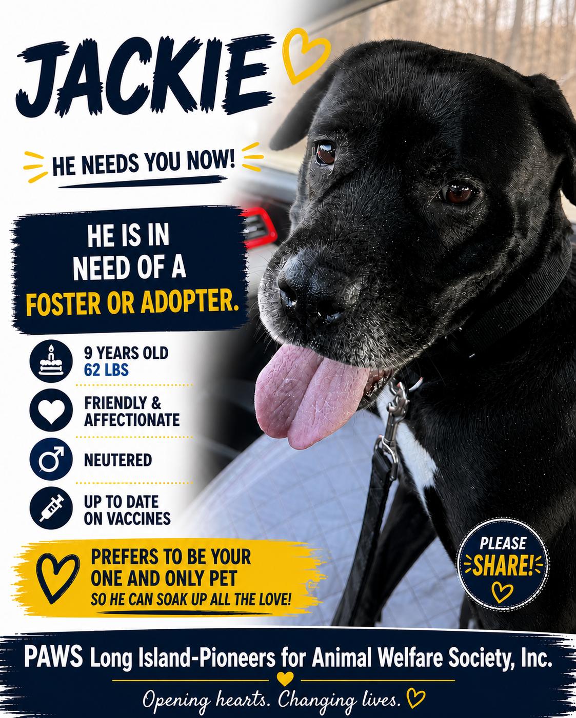Enlarge JACKIE, a ADOPTABLE mixed breed in Huntington, NY image 4/4