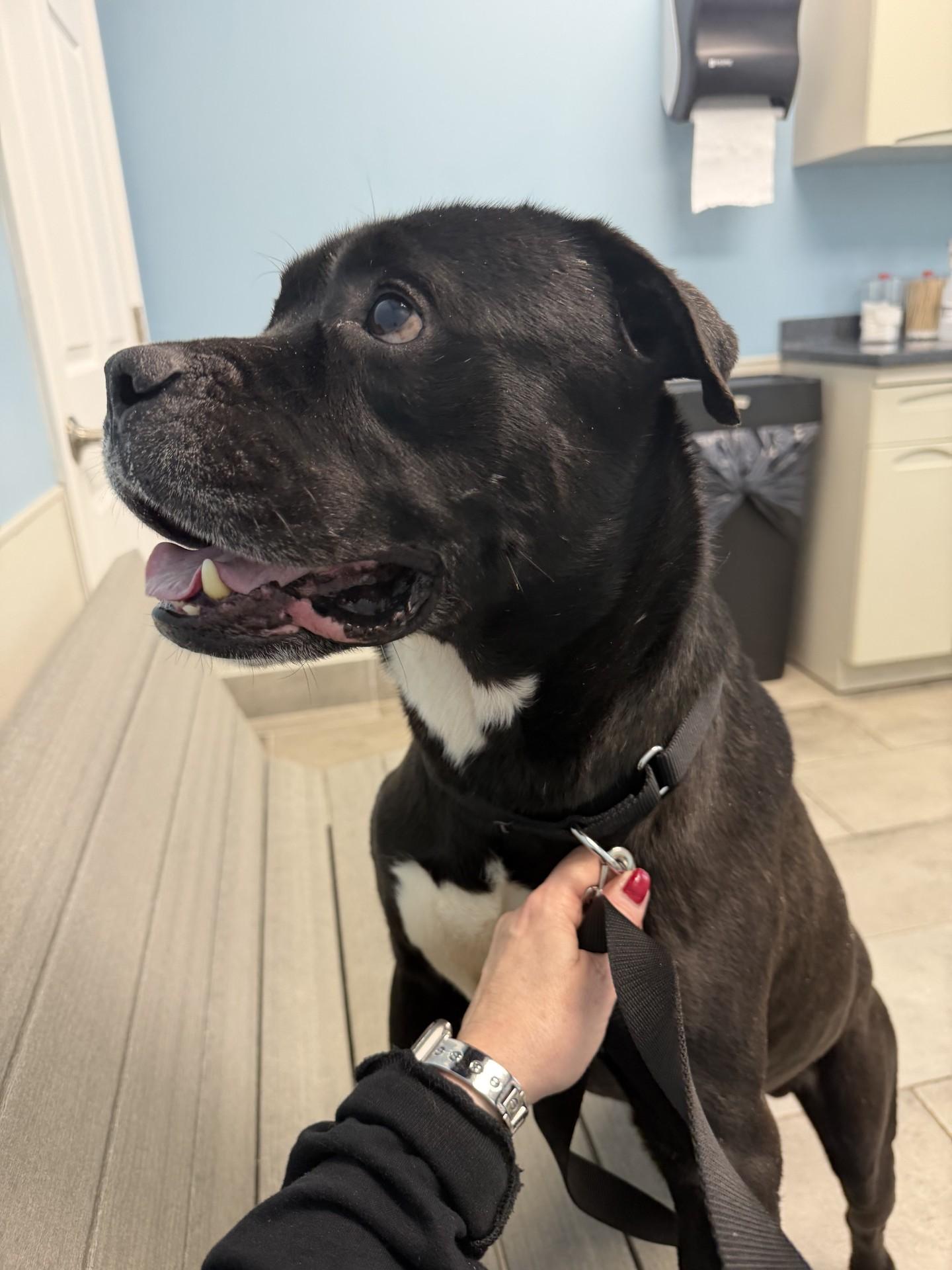 Enlarge JACKIE, a ADOPTABLE mixed breed in Huntington, NY image 3/4
