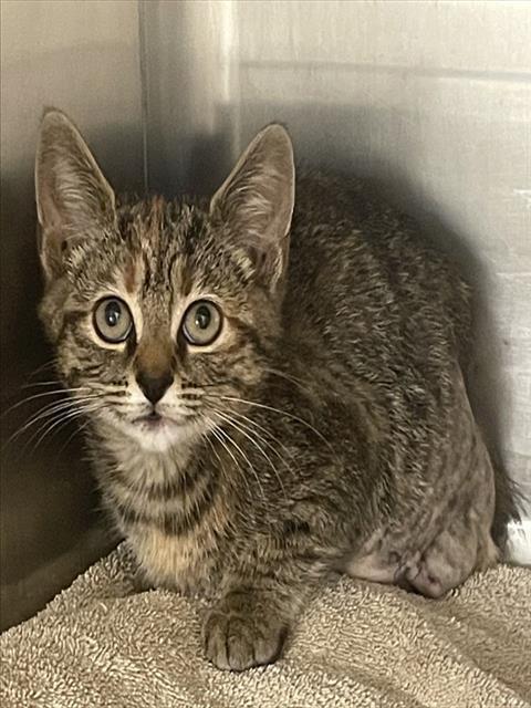 MARGIE, Adoptable, Kitten Female Domestic Short Hair.