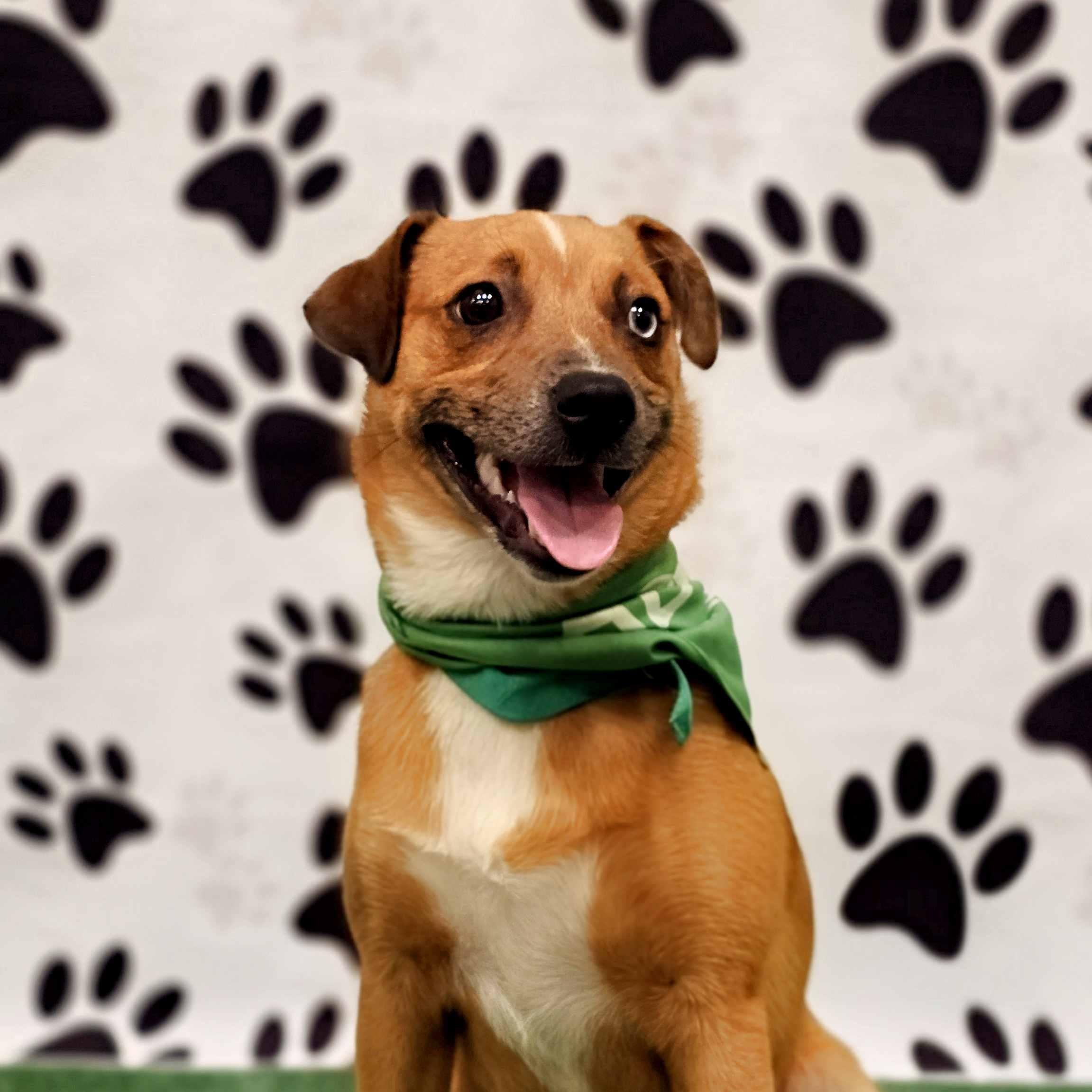 Cutie Pie, Baby Female Australian Cattle Dog / Blue Heeler