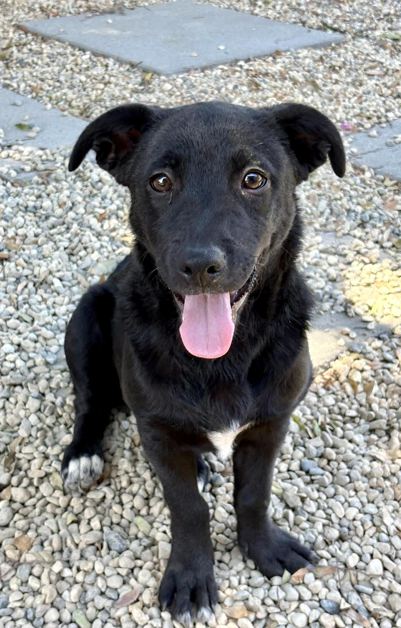 Enlarge Lacey, a Adopted mixed breed in Concord, CA image 1/3