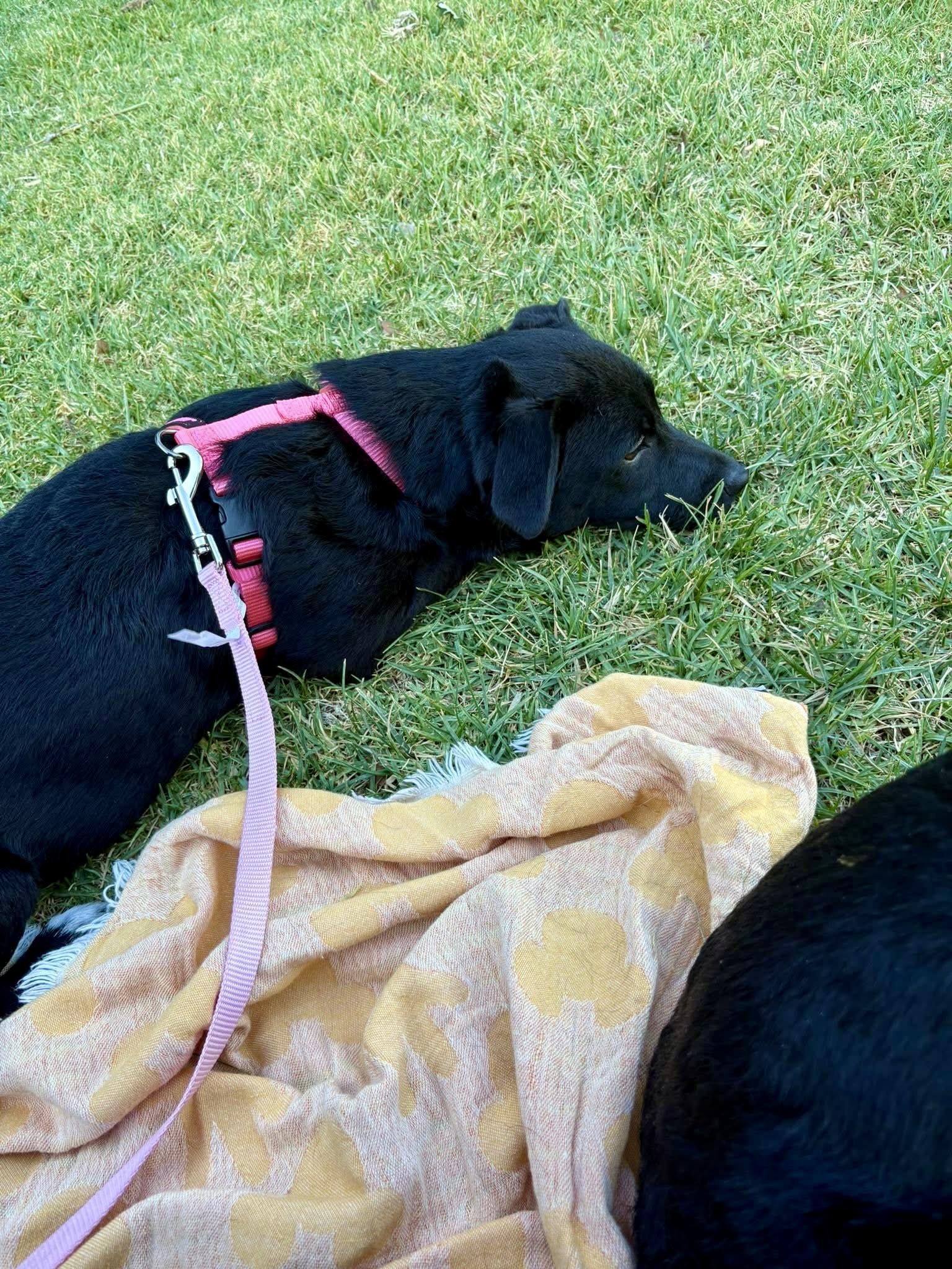 Enlarge Lacey, a Adopted mixed breed in Concord, CA image 3/3