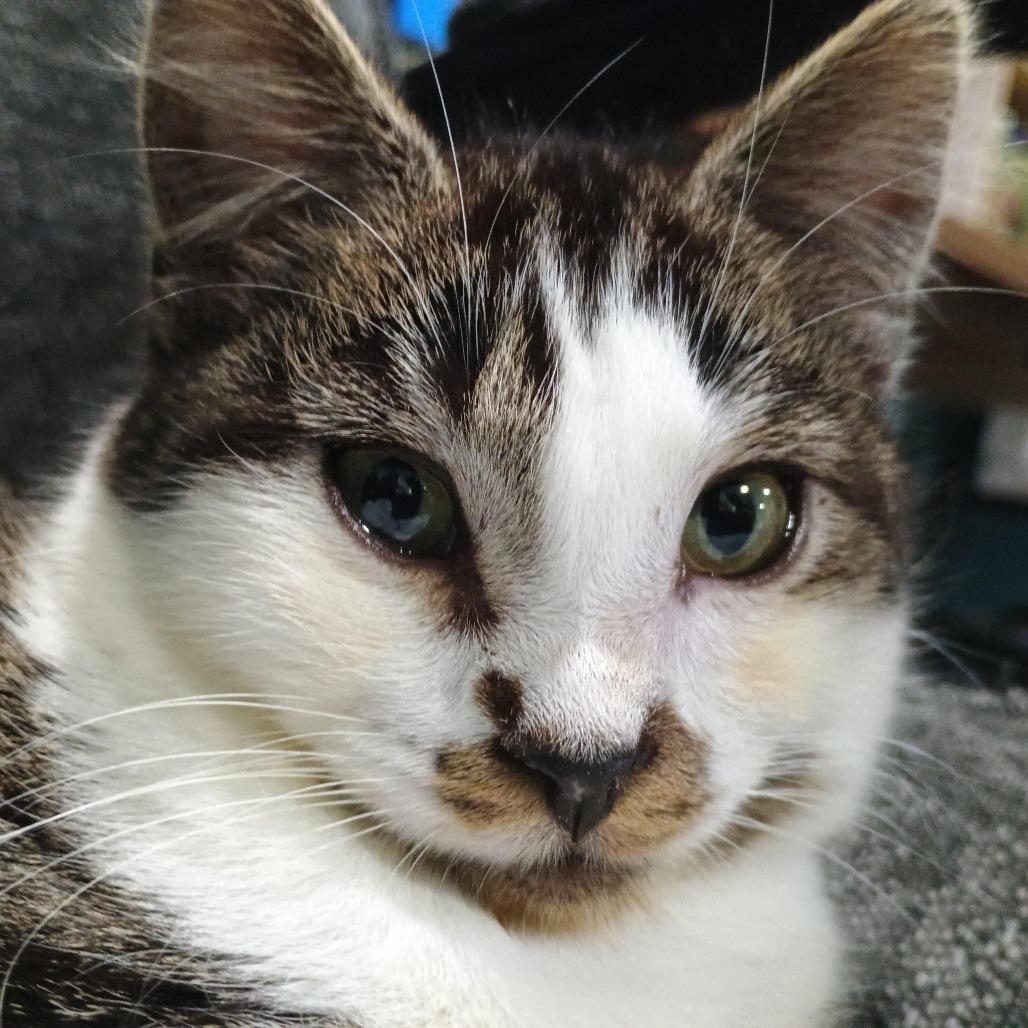 Enlarge Rayne, a Adoptable Domestic Short Hair in Farmington, MN image 1/1