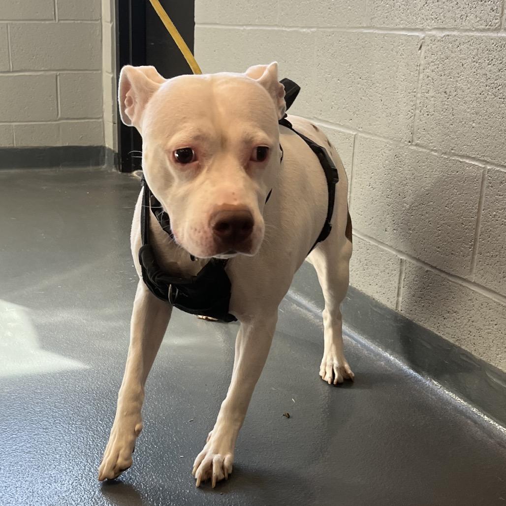 Blanca, Adoptable, Adult Female Mixed Breed.