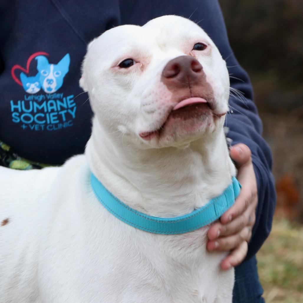 Enlarge Blanca, a Adoptable Mixed Breed in Allentown, PA image 2/6