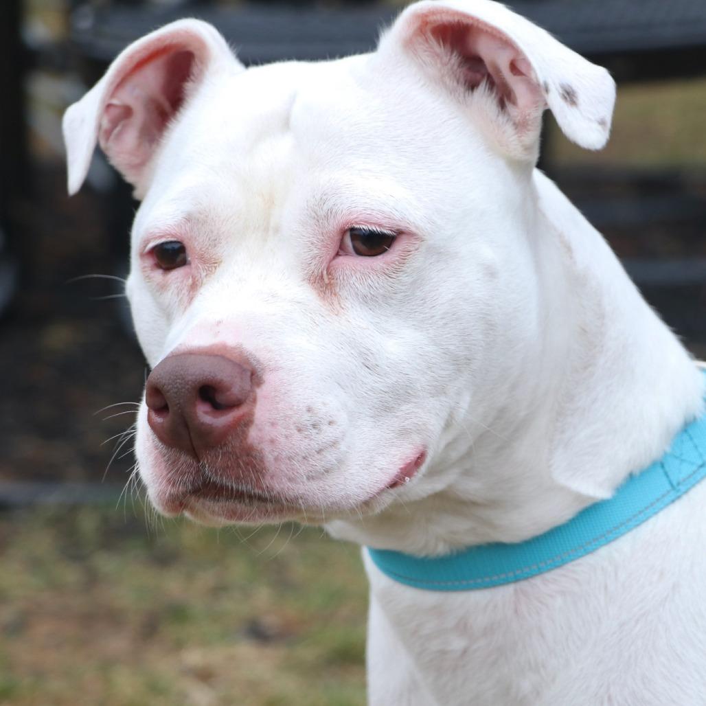 Enlarge Blanca, a Adoptable Mixed Breed in Allentown, PA image 3/6