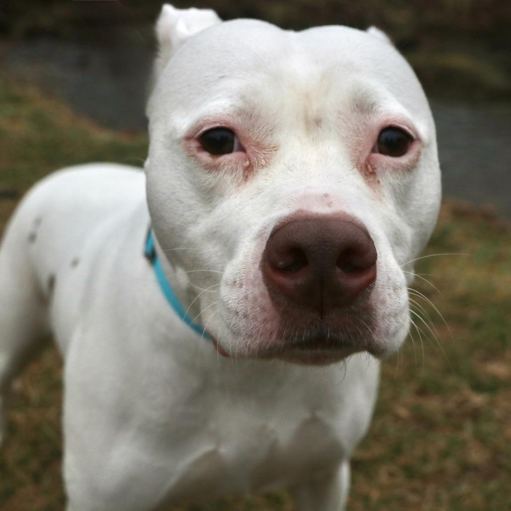 Enlarge Blanca, a Adoptable Mixed Breed in Allentown, PA image 4/6