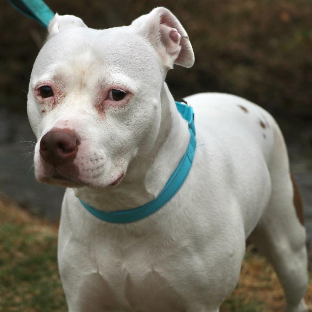 Enlarge Blanca, a Adoptable Mixed Breed in Allentown, PA image 5/6