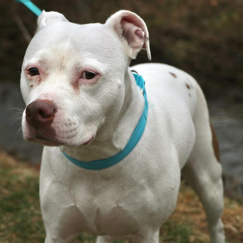 Enlarge Blanca, a Adoptable Mixed Breed in Allentown, PA image 6/6