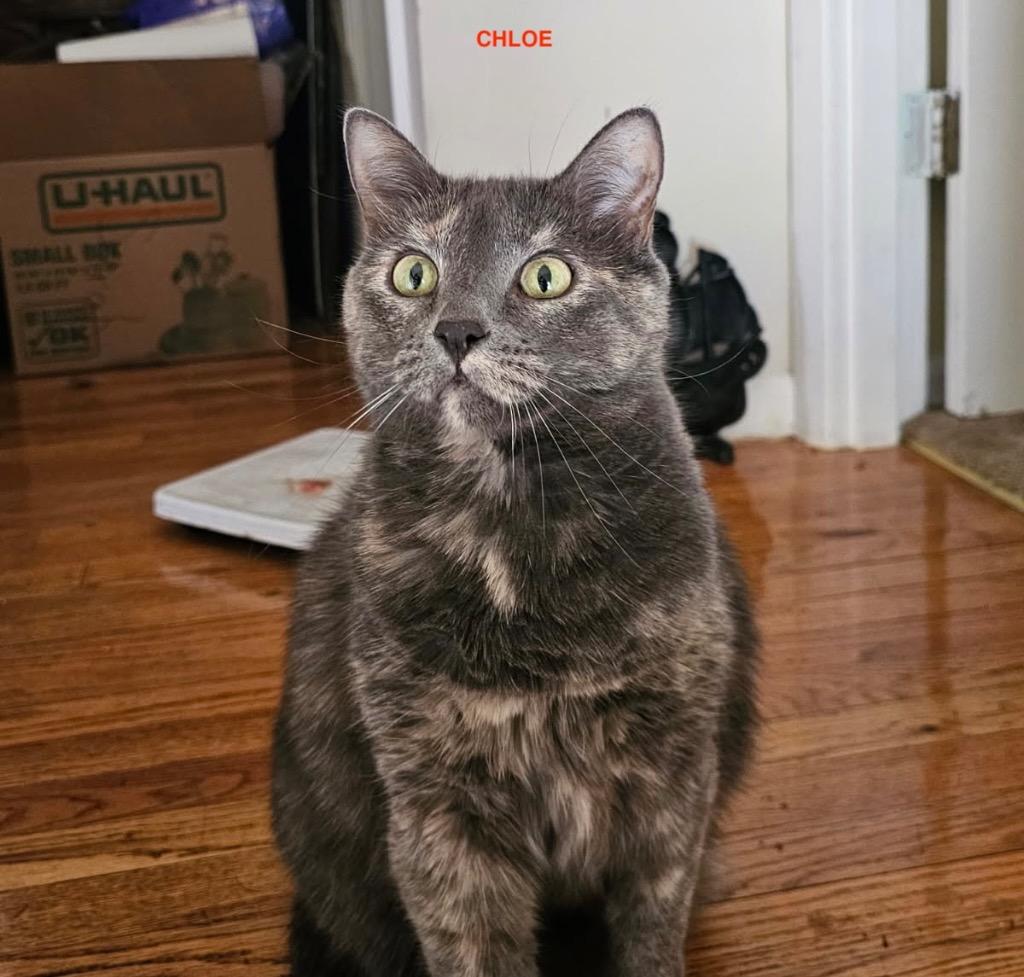 Enlarge Jix, a Adopted mixed breed in Shawnee, KS image 2/5