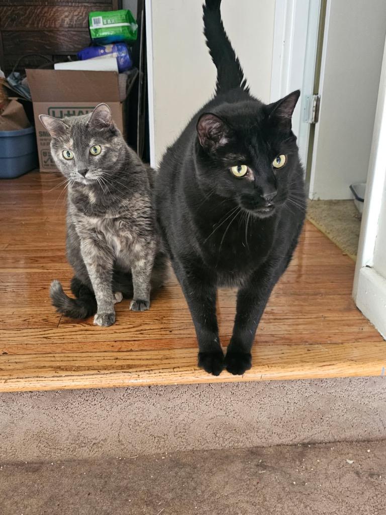 Jix, Adopted, Senior Male Domestic Short Hair.