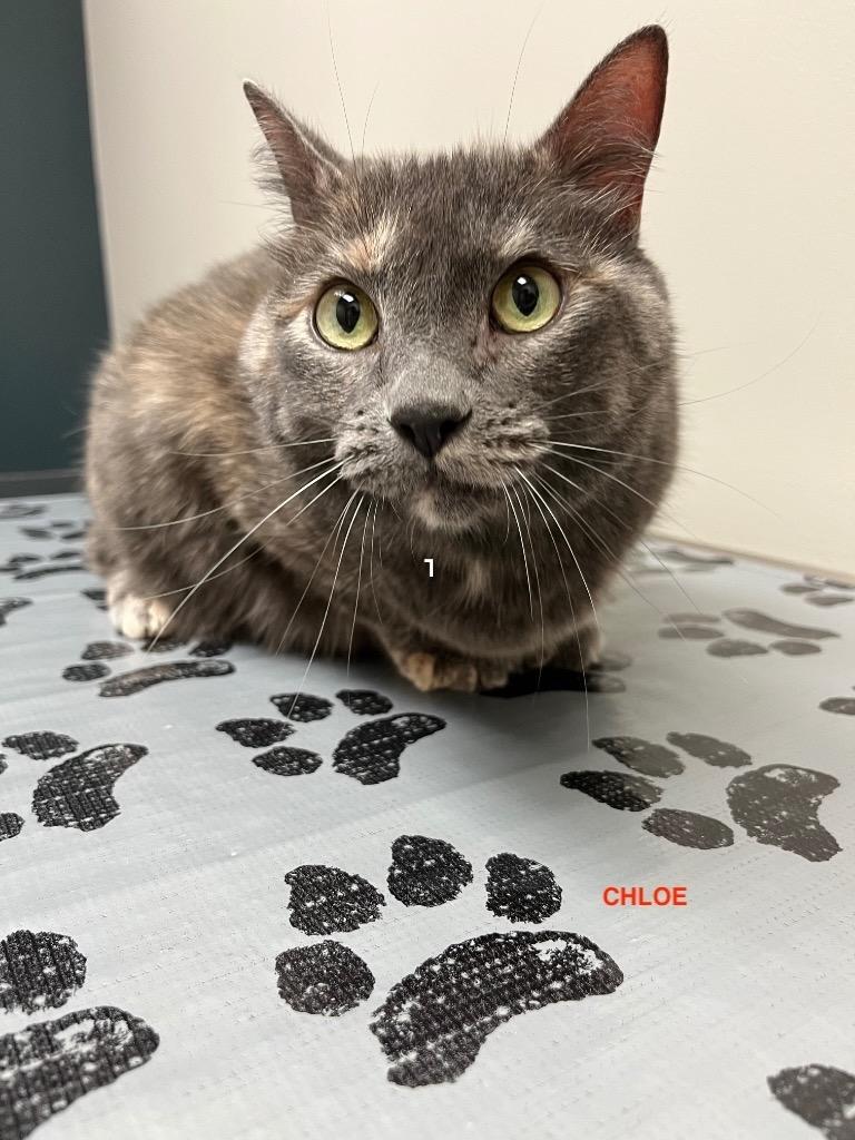 Enlarge Jix, a Adopted mixed breed in Shawnee, KS image 3/5