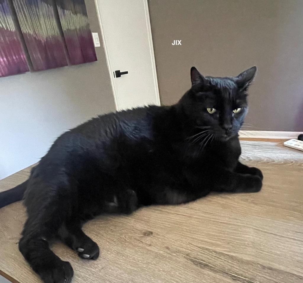 Enlarge Jix, a Adopted mixed breed in Shawnee, KS image 4/5