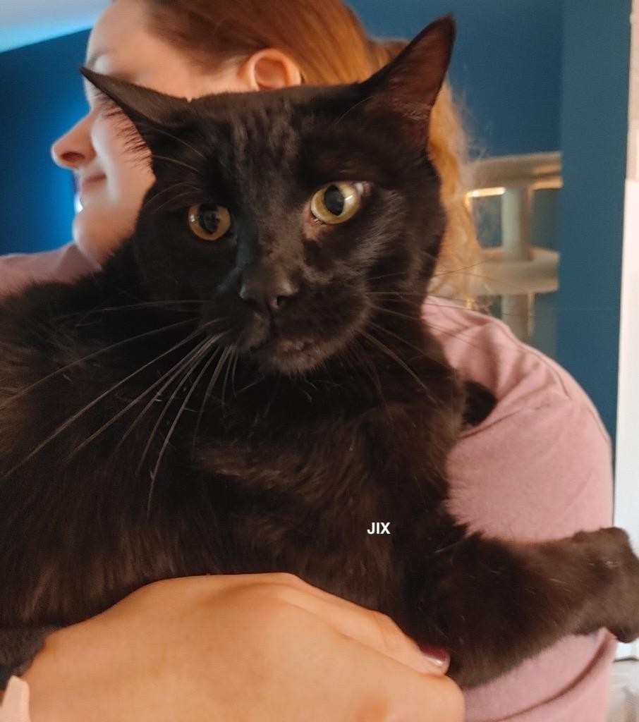 Enlarge Jix, a Adopted mixed breed in Shawnee, KS image 5/5