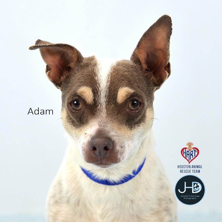Enlarge Adam, a Adoptable mixed breed in Hockley, TX image 1/2