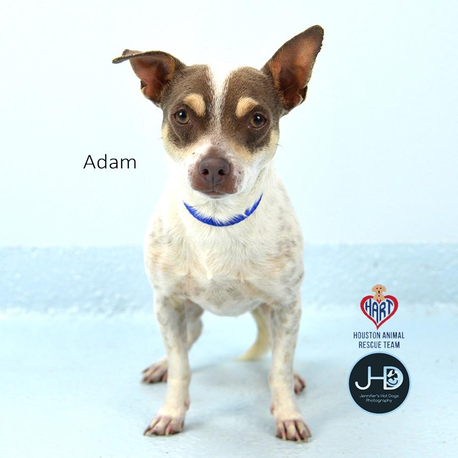 Enlarge Adam, a Adoptable mixed breed in Hockley, TX image 2/2