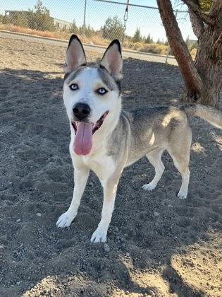 Meadow, Adopted, Young Female Siberian Husky.