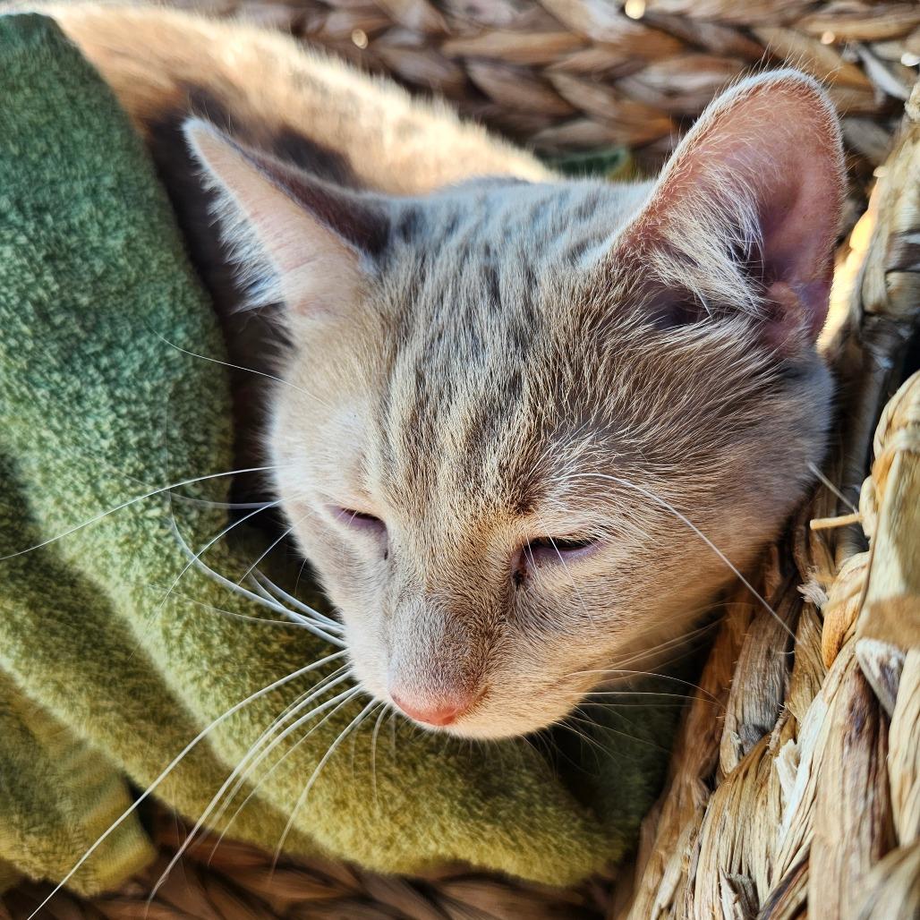 Enlarge Munson, a Adoptable Domestic Short Hair in Monroe, MI image 1/2
