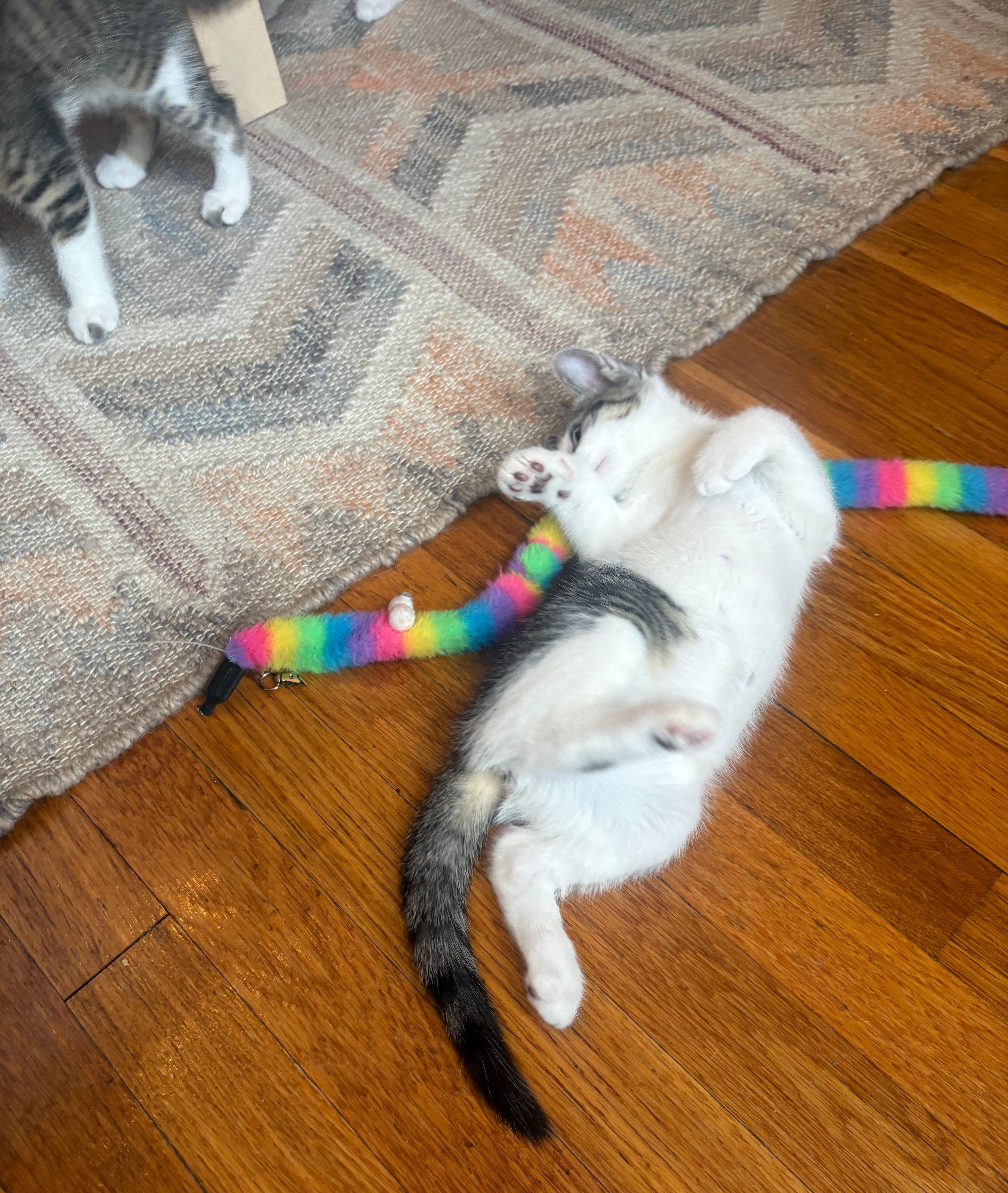 Enlarge Flora, an adopted Domestic Short Hair in Melrose, MA image 2/5